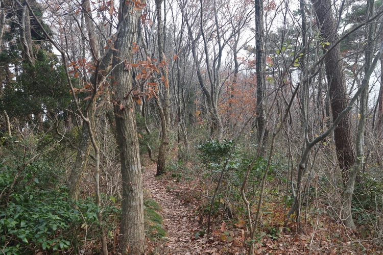 【新潟】登山口はまさかの海!? 角田山で標高0mから"青すぎる"登山【登山日記】_11_2