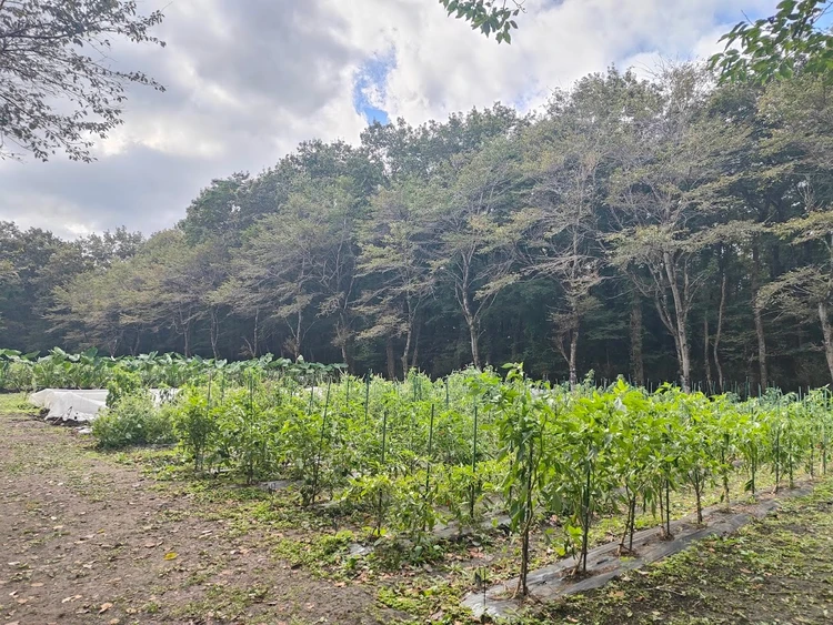 リゾナーレ那須　ファーマーズレッスン　農業体験