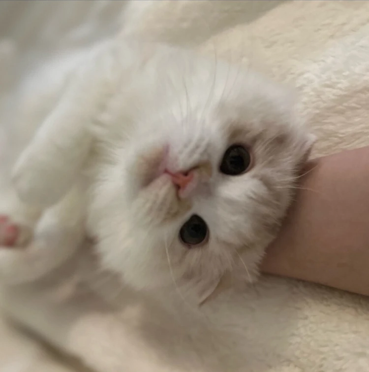 愛猫の難病発覚から寛解まで、私が学んだ命を守る知識_5_1