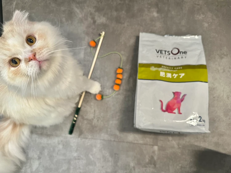 スコティッシュフォールドの健康管理 運動不足解消 & 体重管理ガイド_5
