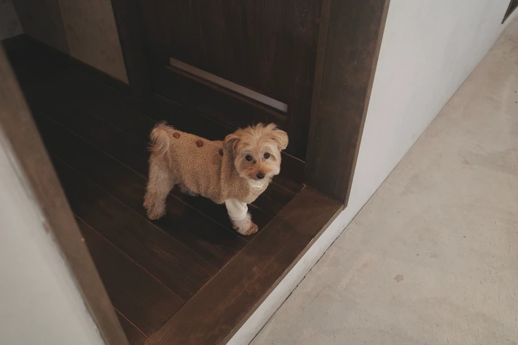 愛犬と泊まれる★子連れにもおすすめの宿③山梨 ~古民家宿るうふ~ #旅行部_21