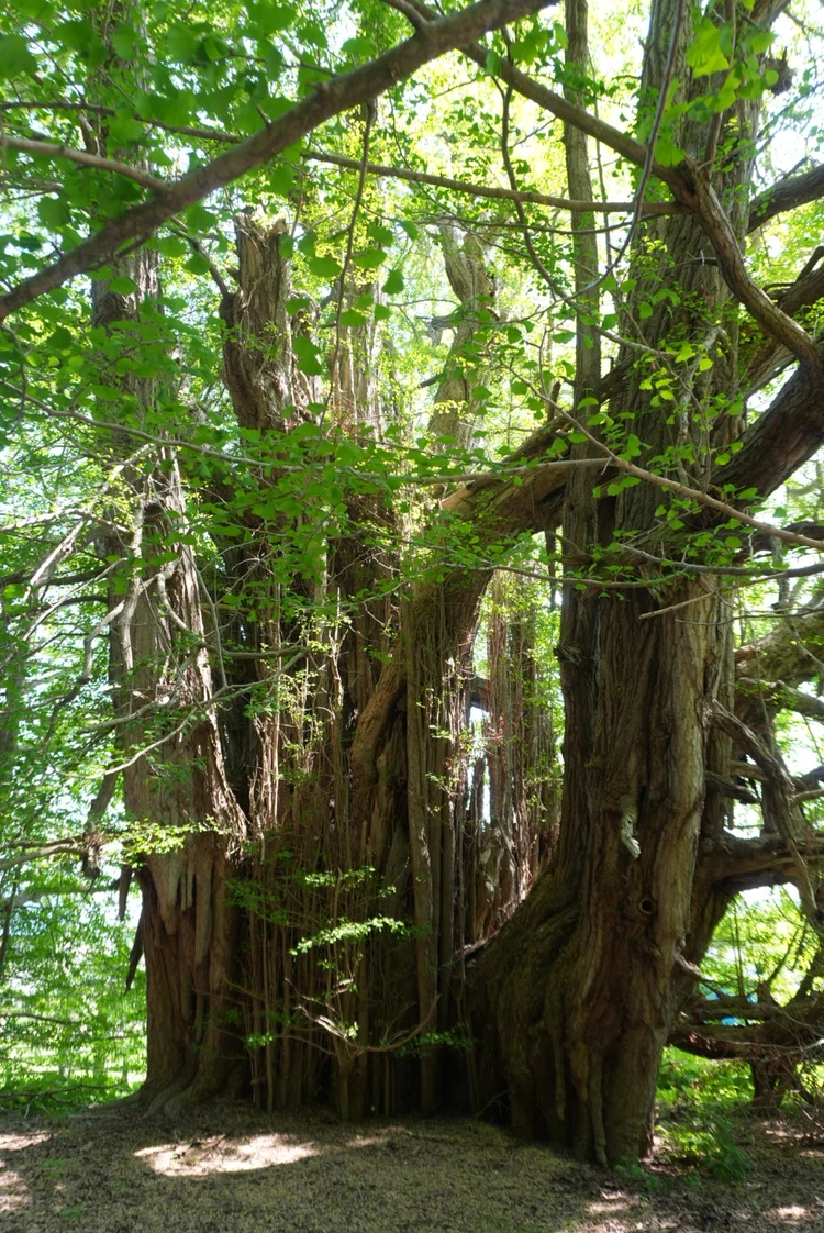 【3日目｜青森】県立美術館・三内丸山遺跡・A-FACTORYを巡る青森よくばり旅_3_1