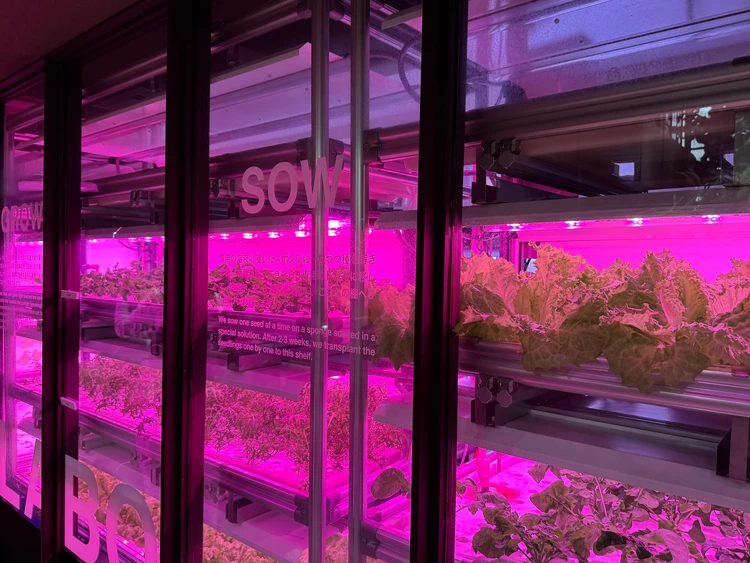 【渋谷駅から徒歩約10分の植物園】渋谷区ふれあい植物センターなら雨の日も楽しめる!_8