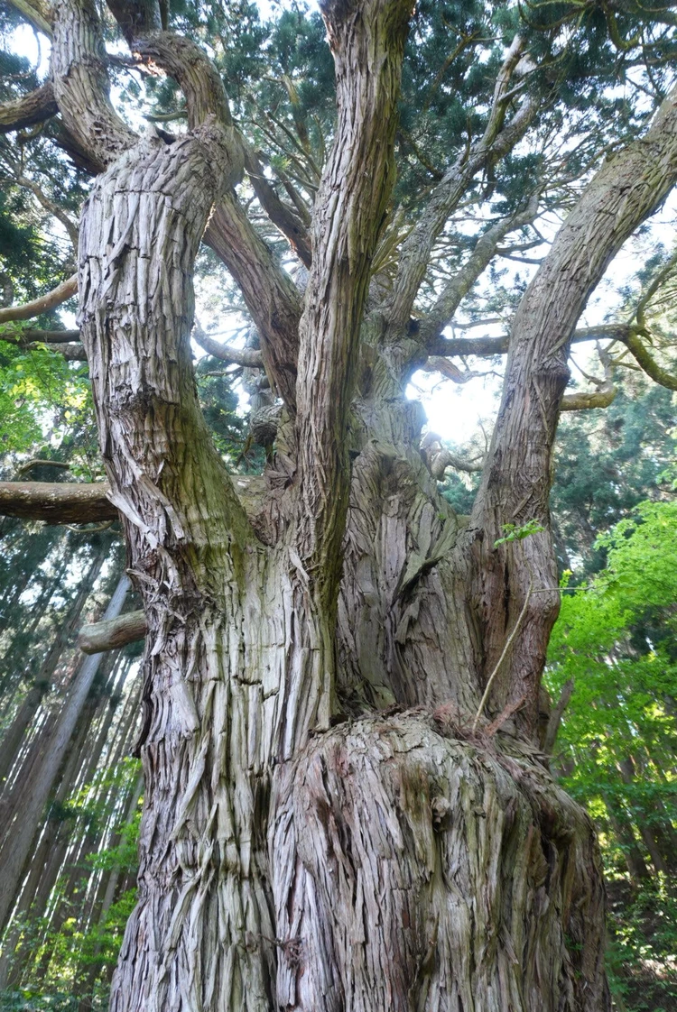 【3日目｜青森】県立美術館・三内丸山遺跡・A-FACTORYを巡る青森よくばり旅_4_2