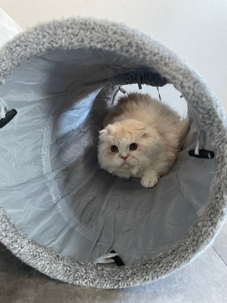 【猫の年末年始】飼い主が忘れがちな7つの準備と注意点！愛猫のためのチェックリスト_3_1