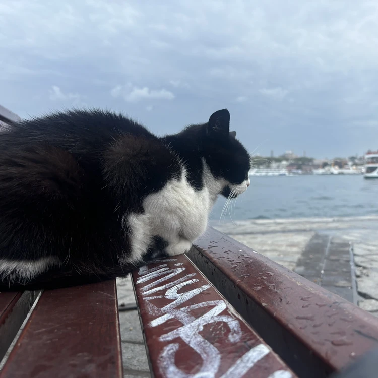 トルコで船を見つめる猫