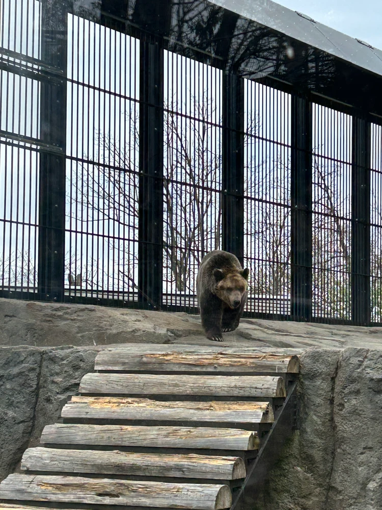 【旭山動物園】ゴールデンウイークの動物たちの様子は？写真と動画たっぷりでご紹介_9