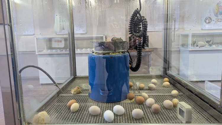 にわとりの卵を保育器で温める