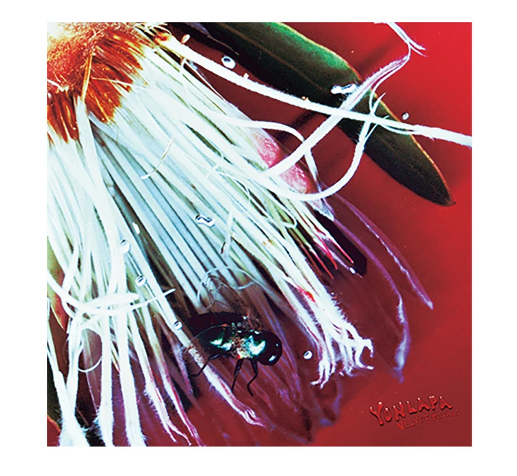 『Don’t Laugh It Off』EP 『Velvet Petals』YONLAPA 配信中  BIG ROMANTIC RECORDS