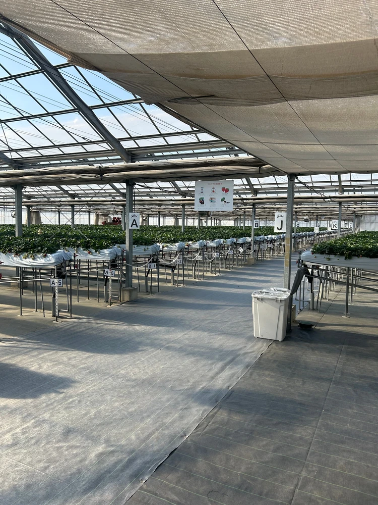 【栃木いちご狩り】希少種ロイヤルクイーンに感動！中まで真っ赤ないちごを「汚れずおしゃれに」楽しんで♡_5_2