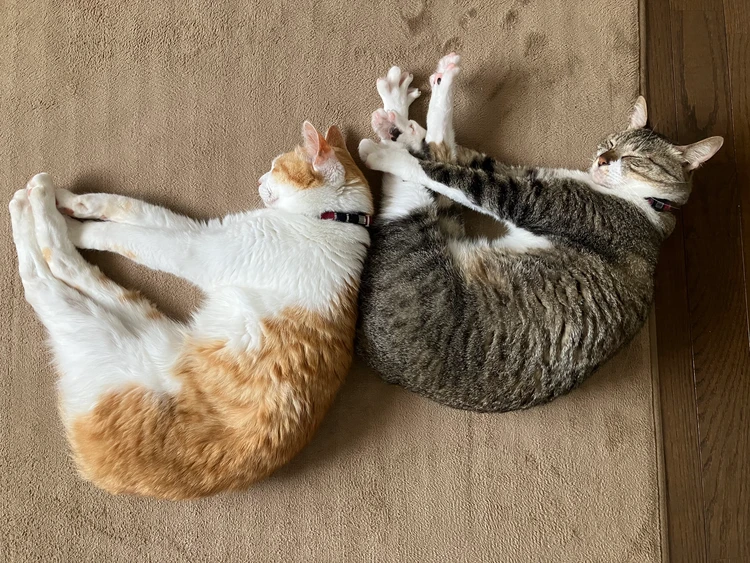 うちの猫