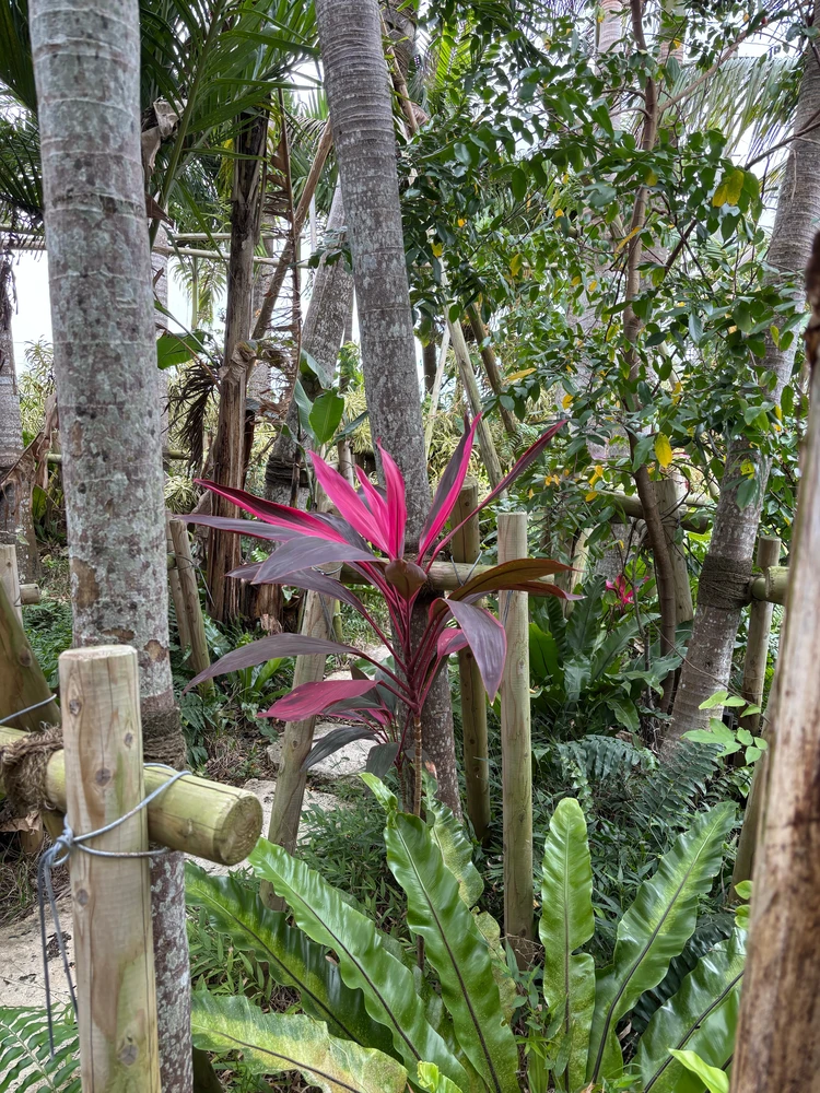 マンゴースイーツを宮古島で。空港からすぐのブルータートルファームマンゴーカフェ_6_1