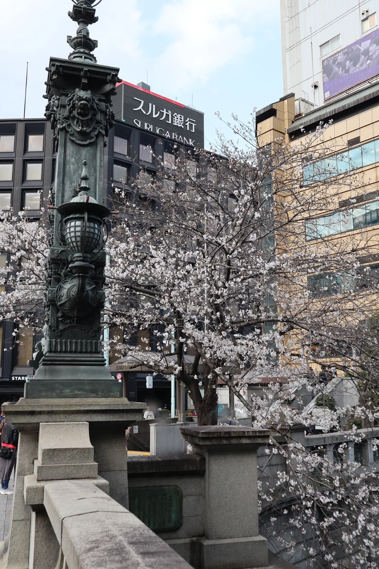 東京 都内 おすすめ お花見 スポット きれい 桜 歩きながら 写真 フォト