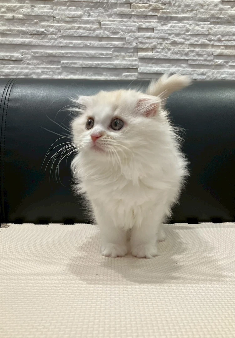 愛猫の難病発覚から寛解まで、私が学んだ命を守る知識_1_1