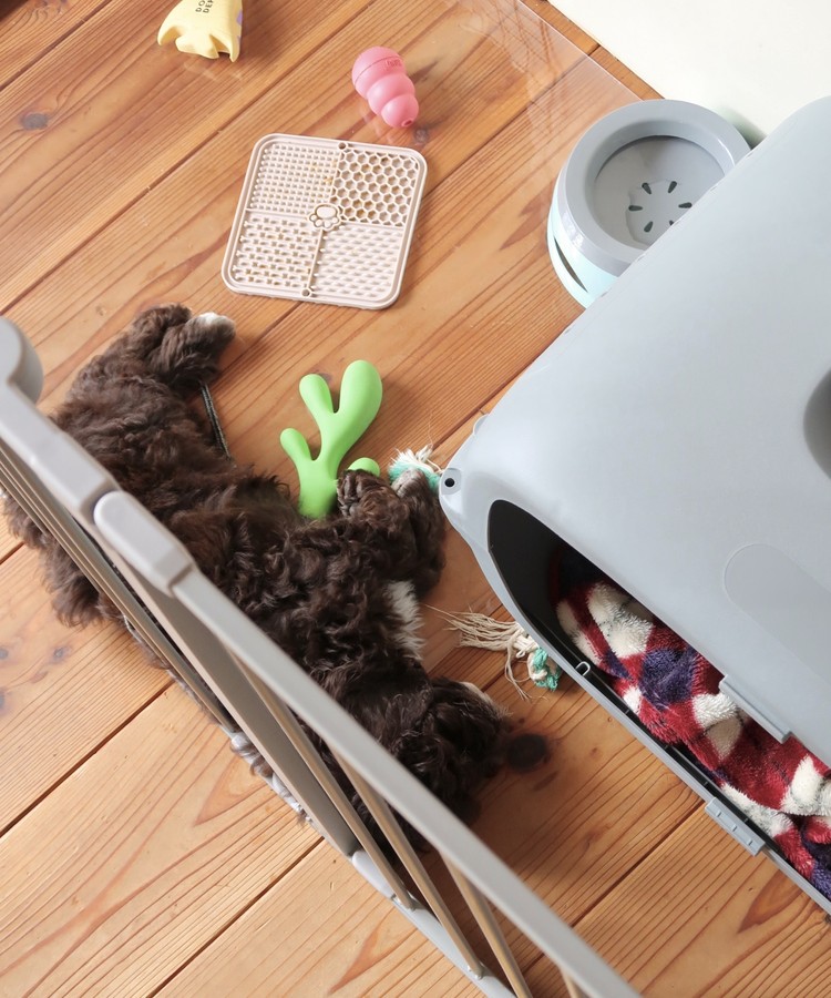 子犬とクレート、フローティングウォーターボトル、知育玩具、知育マット