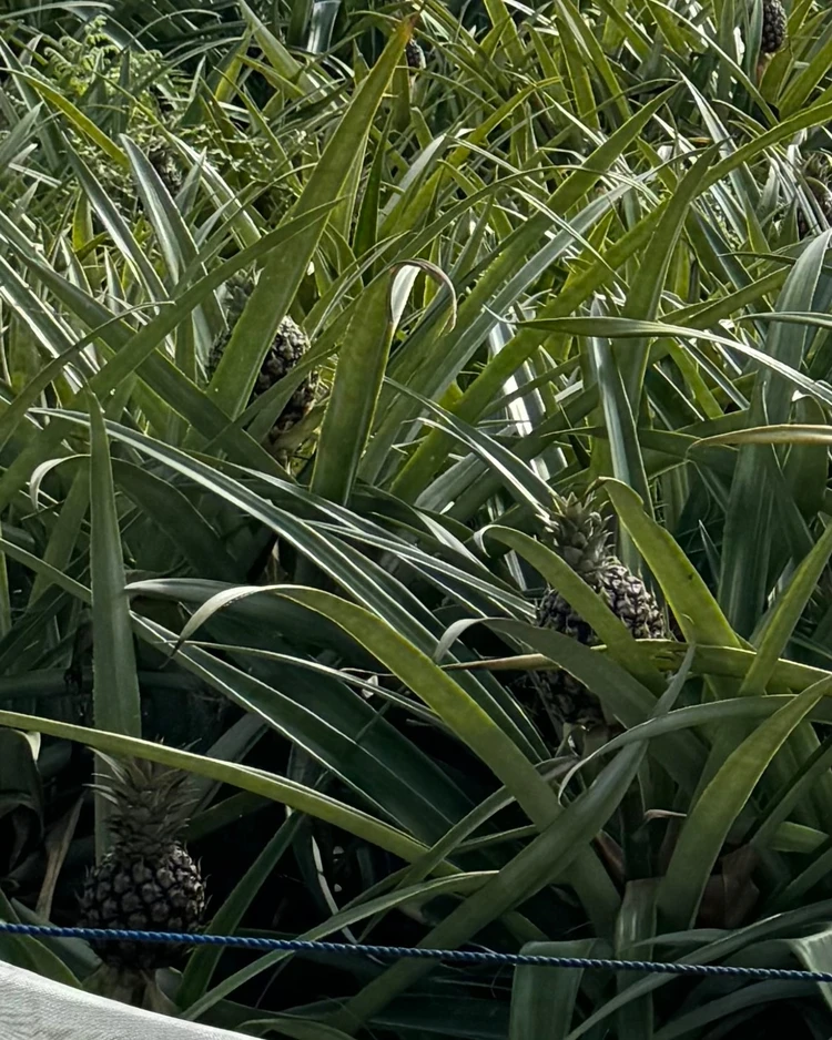 【西表島ひとり旅・観光編】カヌーやシュノーケリングもひとり参加ok！人気アクティビティにトライ_9_2