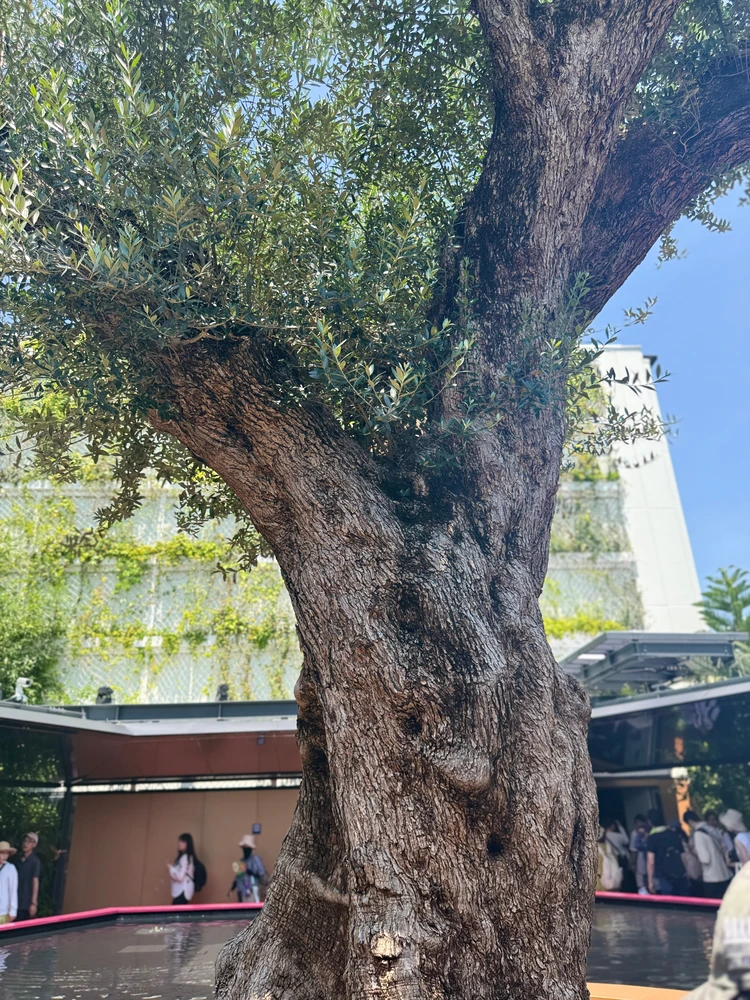 フランス館 万博 オリーブ