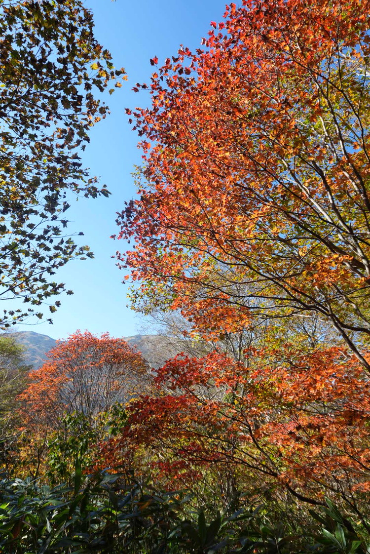【尾瀬ハイキング】平地だけじゃなかった！初心者が紅葉シーズンに6時間歩いてみた_9_4