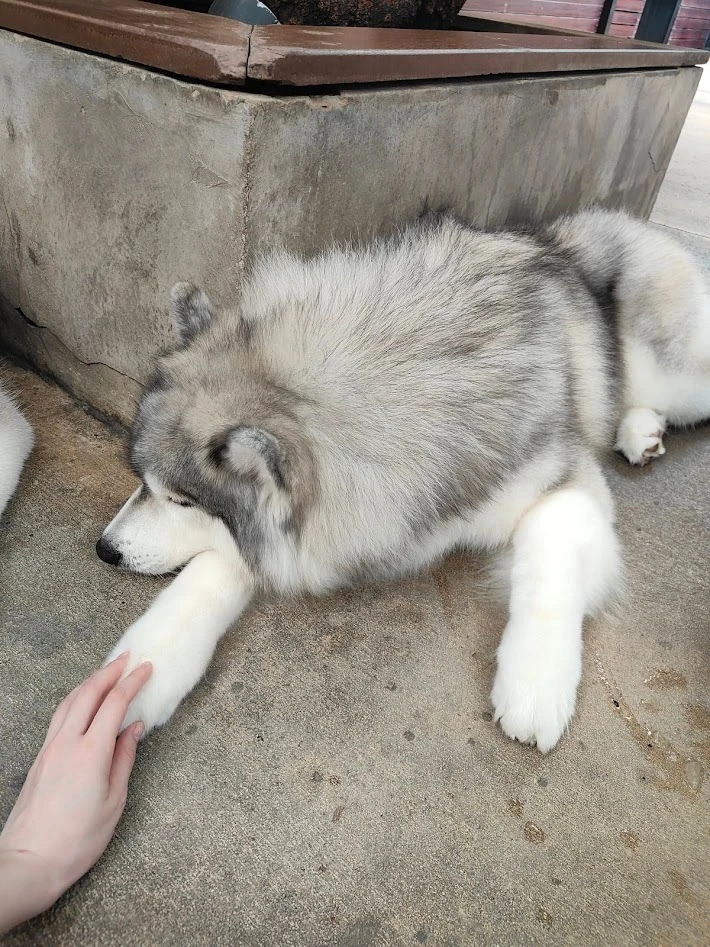 ハスキーカフェ　バンコク