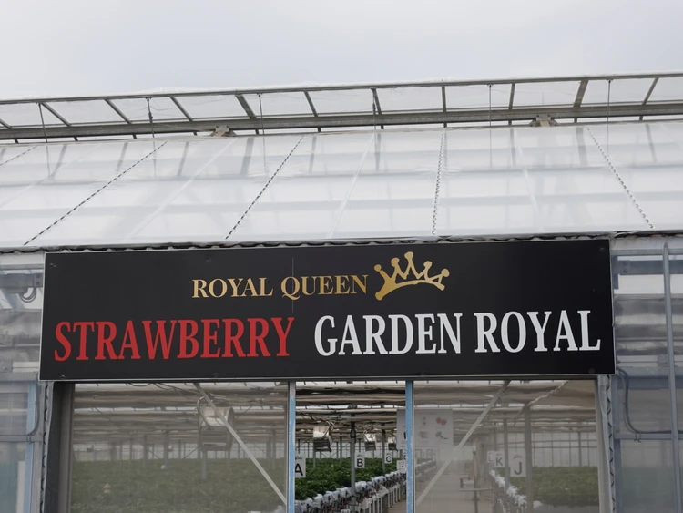 ストロベリーガーデンロイヤル