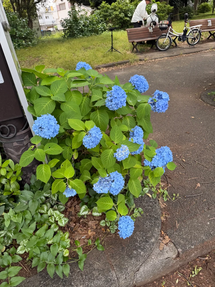 【駒沢公園】今だけ楽しめる紫陽花&周辺のおすすめカフェ8選_2_2