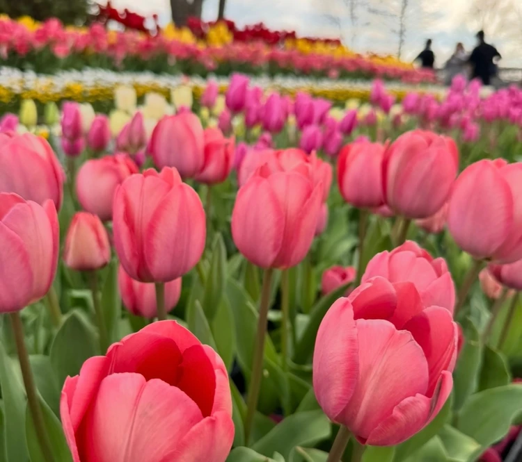 【予定外に幸せになる】偶然に乗っかって生きる、アラサーの「計画的偶発性理論」のはなし_2