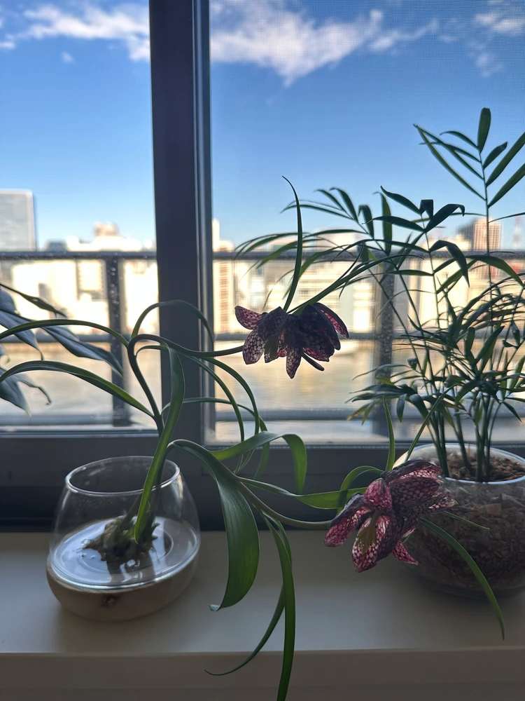 【観葉植物】おしゃれに飾るコツ！都内おすすめ店＆育て方_3