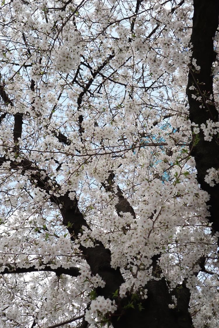 東京 都内 おすすめ お花見 スポット きれい 桜 歩きながら 写真 フォト 日本橋交番前