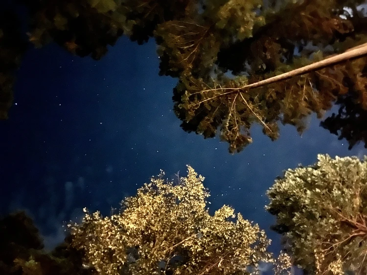 【都内から1.5h】老舗旅館が手がける“森のグランピング”が最高すぎた話＜子連れ歓迎／飯能＞_15