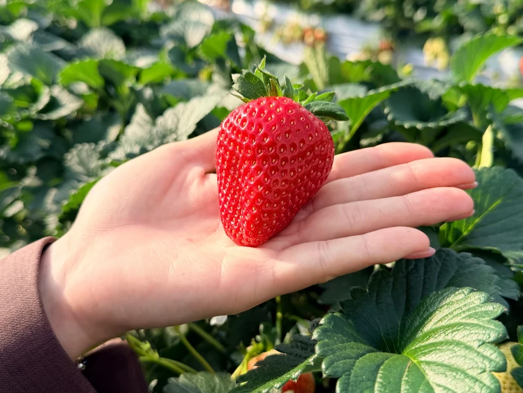 【栃木いちご狩り】希少種ロイヤルクイーンに感動！中まで真っ赤ないちごを「汚れずおしゃれに」楽しんで♡_2