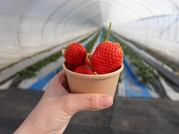 ロイヤルクイーン