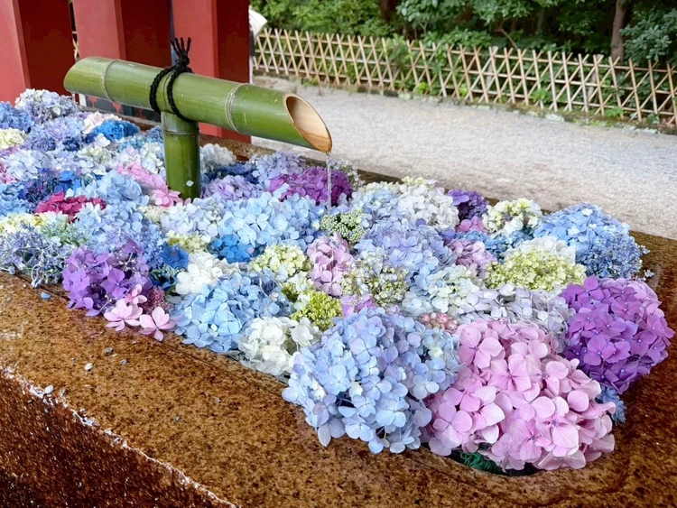 鶴岡八幡宮　花手水　あじさい　紫陽花　旅行ブログ