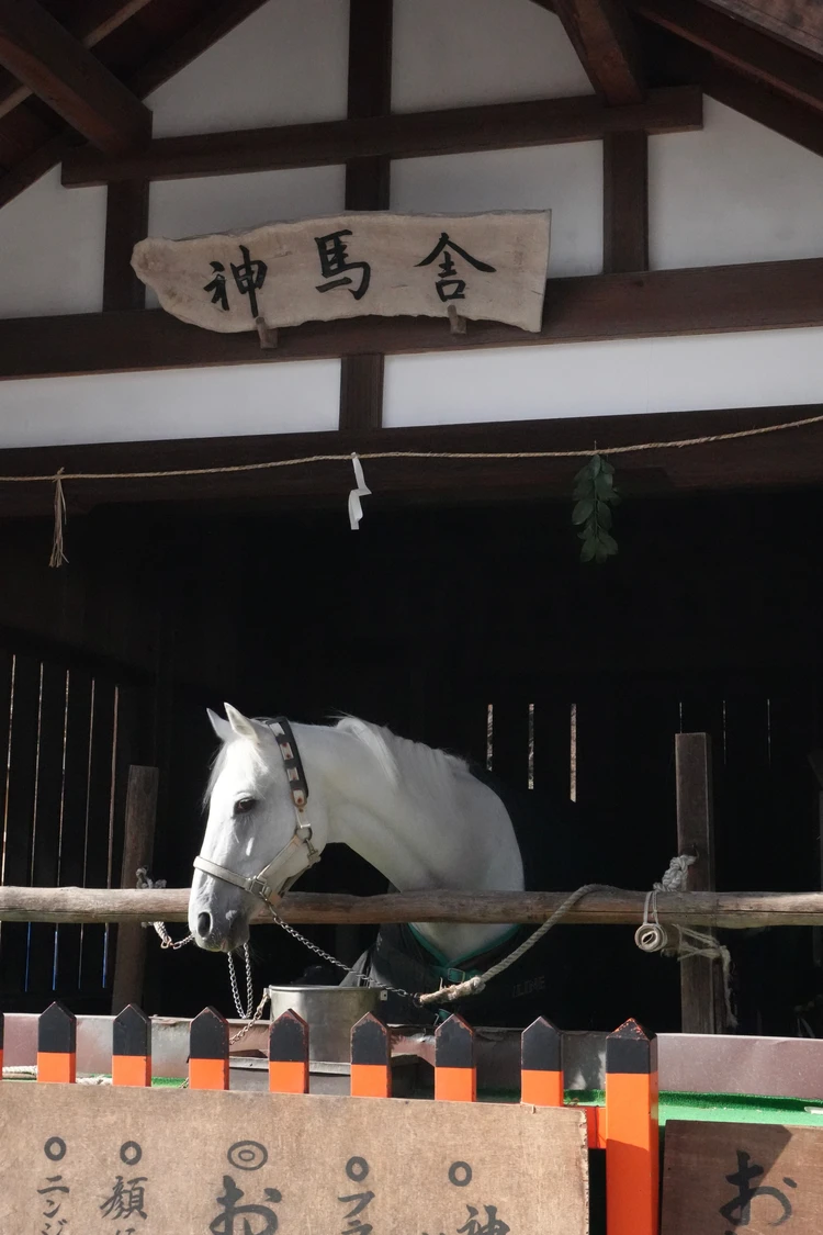 上賀茂神社　神馬