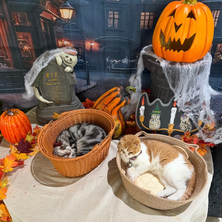 寝ている猫