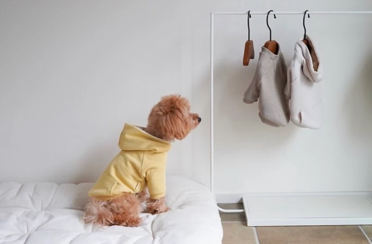 ワンちゃんをお迎えしたお家におすすめしたい気分が上がるインテリア_4