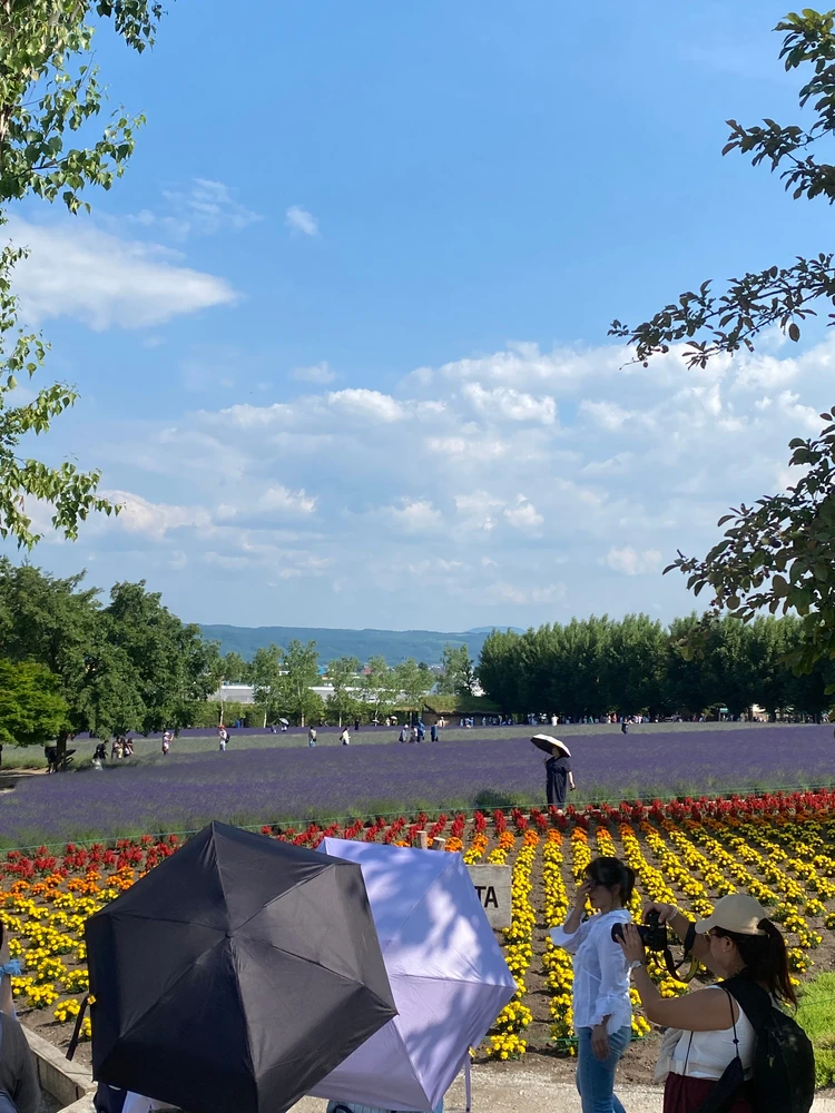 【2025年・夏】北海道・富良野のラベンダー畑へ!ノロッコ号でのんびり列車旅_6
