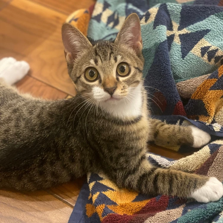 保護猫を迎えたら、世界一の幸せが待っていた話【エディターズピック 番外編】