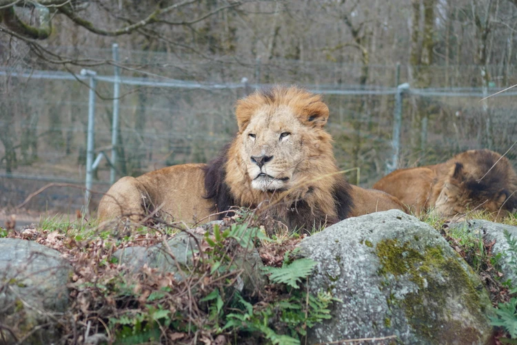 【富士旅行②】1泊2日のんびり子連れ旅|富士サファリ&山中湖ガイド_2_1