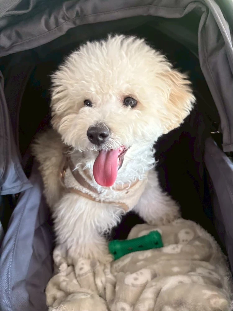 【軽井沢旅行】連休目前！愛犬と過ごせるおすすめスポットはここ🐾#旅行部_1_1