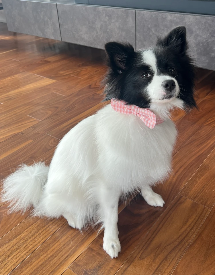 【愛犬の夏コーデ♡】注目のmonchériの涼感ウェア_8