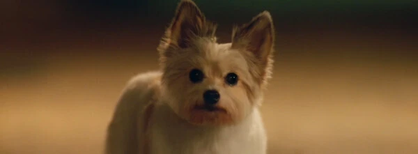 ワンダフルデイズ　ヘナ（パク・ギュヨン）が呪われた後のワンコ姿