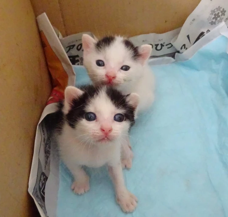 子猫