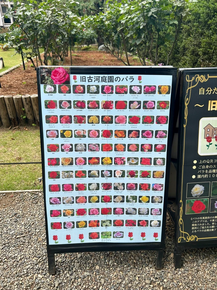 【6月末まで！】梅雨前に行きたい！洋館×ローズが美しい絶景バラ園「旧古河庭園」_4