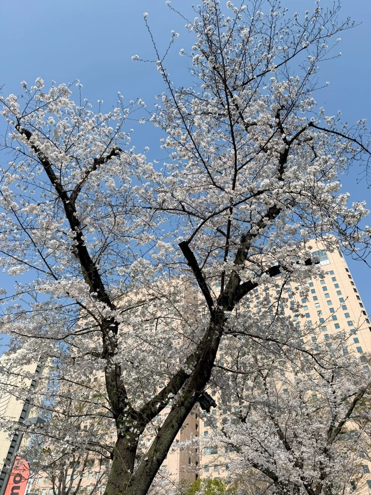 【後輩が宇宙人に見えたら読む本！？【新年度】モヤモヤを解く『無敵化する若者たち』_1_1