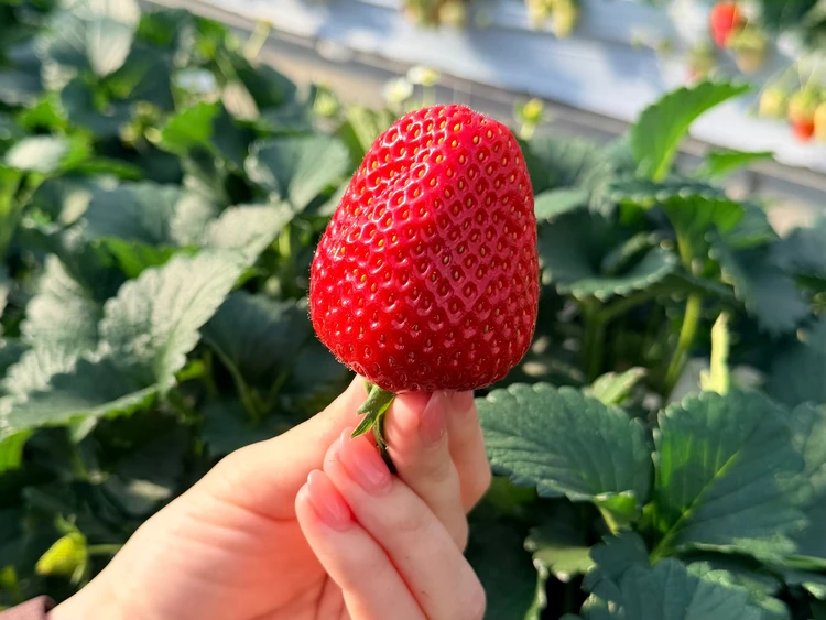 【栃木いちご狩り】希少種ロイヤルクイーンに感動！中まで真っ赤ないちごを「汚れずおしゃれに」楽しんで♡_8