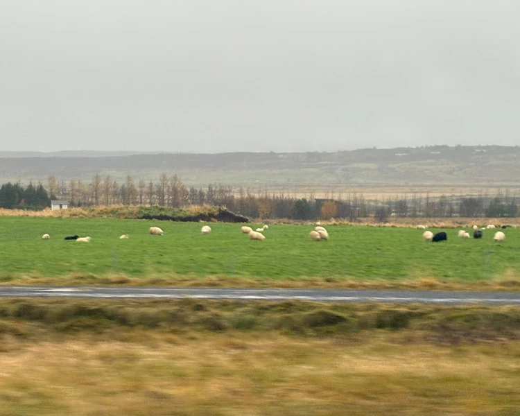 暮らすように旅する北欧・アイスランド! 大自然とカフェ巡りを4日間で堪能するモデルコース|前編_22