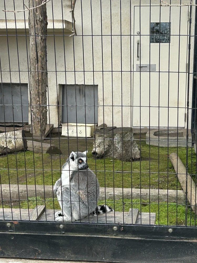 【旭山動物園】ゴールデンウイークの動物たちの様子は？写真と動画たっぷりでご紹介_24_1