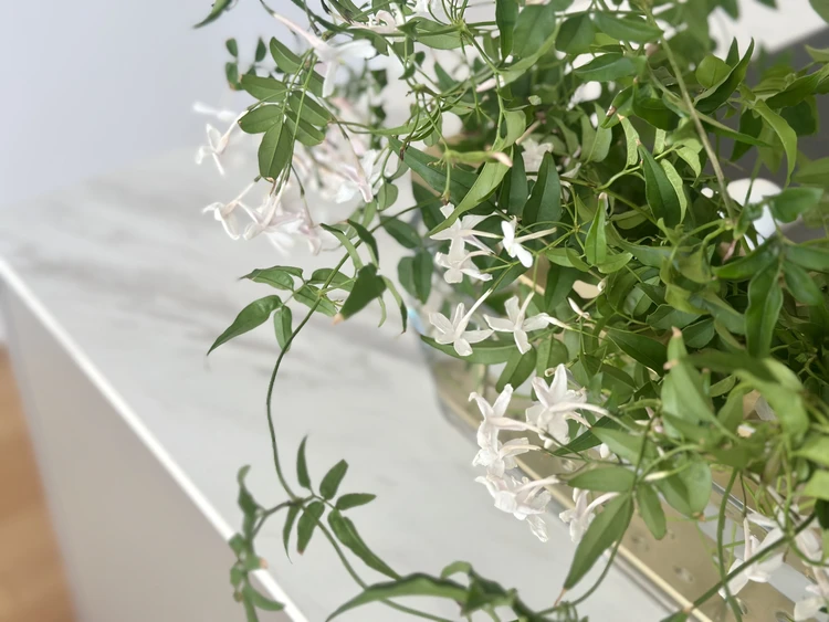 自宅に咲く羽衣ジャスミンをいけてみた日_3