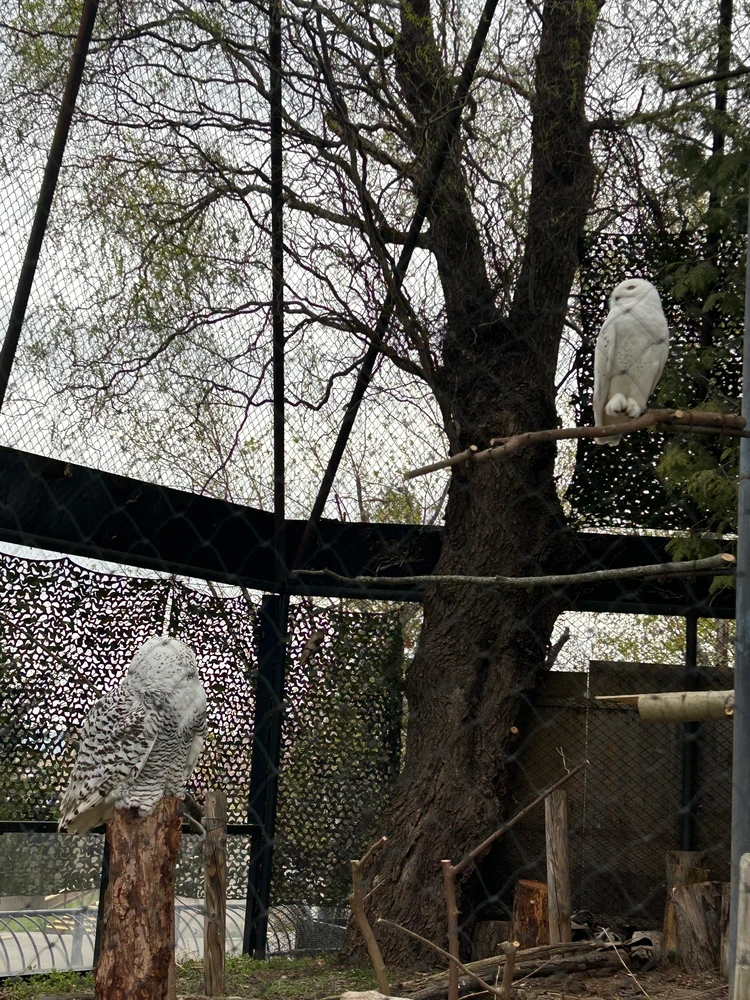 【旭山動物園】ゴールデンウイークの動物たちの様子は？写真と動画たっぷりでご紹介_11_2