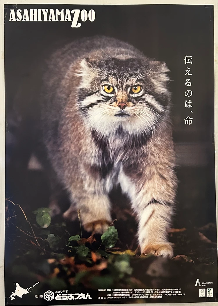 【旭山動物園】ゴールデンウイークの動物たちの様子は？写真と動画たっぷりでご紹介_2